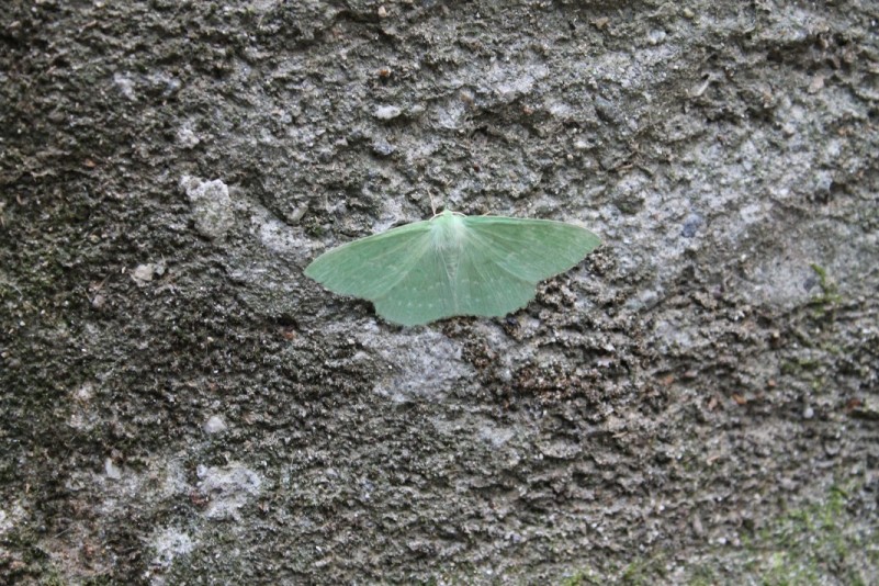 Geometra Papilionaria